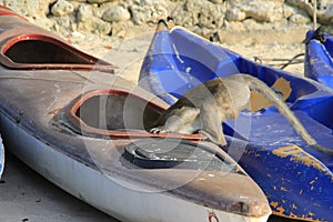 Curious monkey thief stuck her head in a boat