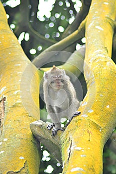 Curious Monkey in the woods