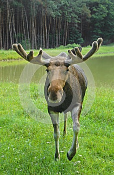 Curious Moose