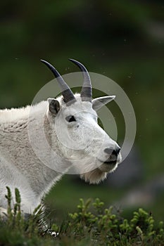 Curious Mountain Goat