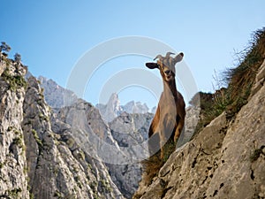 Curious mountain goat on hiking trail path route Senda del Cares valley canyon in Picos de Europa Leon Asturias Spain photo