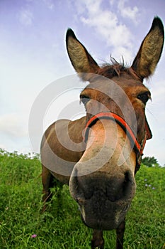 Curious mule photo