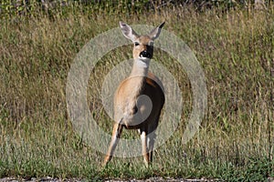Curious Mule Deer