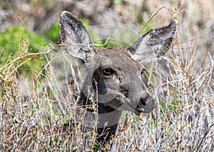 Curious Mule Deer