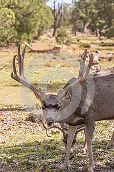 Curious Mule Deer Buck