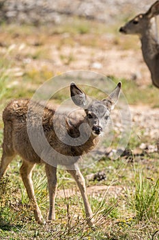 Curious Mule Deer Fawn