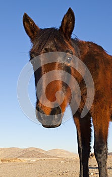 Curious Mustang