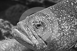 Curious nassau grouper