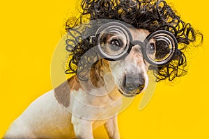 Curious nerd smart dog face in round professor glasses and curly black afro style hairstyle. Education. Yellow photo