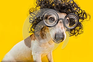 Curioso estúpido elegante el perro en alrededor anteojos a ondulado negro estilo corte de pelo. educación. 