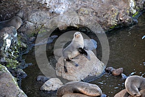 Curious New Zealand sea lion