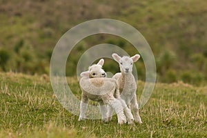 Curious newborn lambs