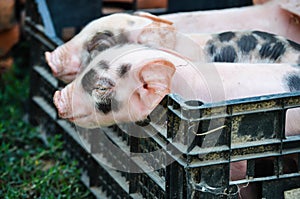 Curious Newborn pigs in a crate on green grass