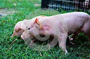 Curious Newborn pigs on green grass