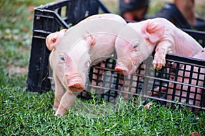 Curious Newborn pigs on green grass