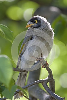 A curious noisy miner