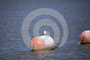 Curious Nonbreeding Forster\'s Tern