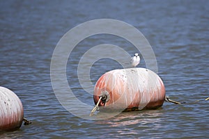 Curious Nonbreeding Forster\'s Tern