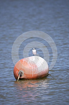 Curious Nonbreeding Forster\'s Tern