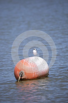 Curious Nonbreeding Forster\'s Tern