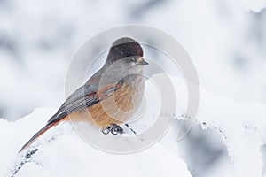 A curious Northern bird Siberian jay, Perisoreus infaustus sitting on snowy tree