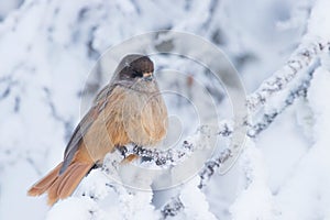 A curious Northern bird Siberian jay, Perisoreus infaustus sitting on snowy tree