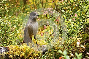 A curious Northern bird Siberian jay, Perisoreus infaustus, in taiga forest