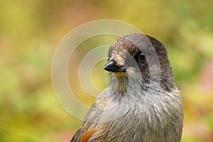 A curious Northern bird Siberian jay, Perisoreus infaustus, in taiga forest