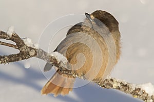 Curious northern bird species, Siberian jay Perisoreus infaustus, perched on a snowy branch