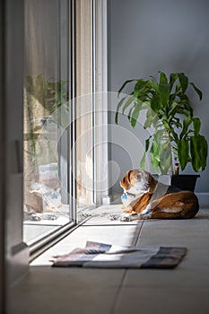 A curious and nosey beagle hound looks behind him while he`s taking in the sun