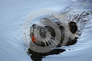 Curious Nutria