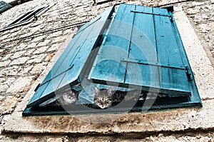 Curious observers - two cats peeking through turquoise window blinds