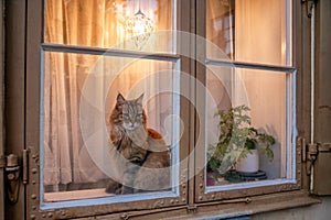 A curious orange cat on a window sill in Stockholm - 2