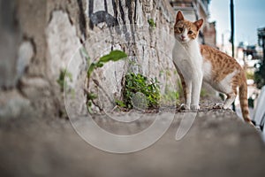 Curious Orange And White Cat 