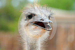 A curious ostrich