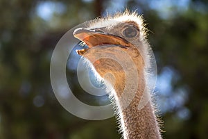Curious ostrich head