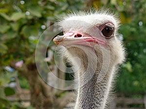 Curious ostrich head looking around
