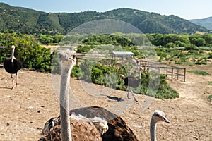 Curious Ostrich, Ostrich Farm, California