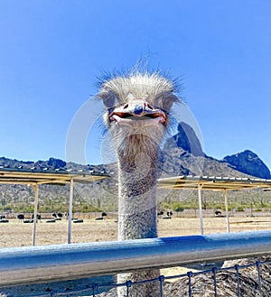 A curious ostrich peaks over his fence