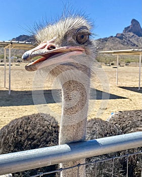 A curious ostrich peaks over his fence