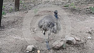 Curious ostrich in the zoo. An ostrich on the meadow. Color, motion. Somali ostrich feeding in field. Closeup of ostrich head on g