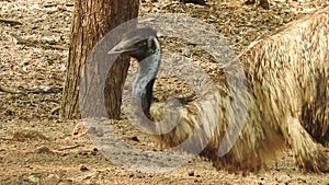 Curious ostrich in the zoo. An ostrich on the meadow. Color, motion. Somali ostrich feeding in field. Closeup of ostrich head on g