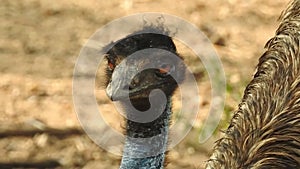 Curious ostrich in the zoo. An ostrich on the meadow. Color, motion. Somali ostrich feeding in field. Closeup of ostrich head on g