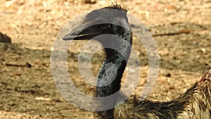 Curious ostrich in the zoo. An ostrich on the meadow. Color, motion. Somali ostrich feeding in field. Closeup of ostrich head on g