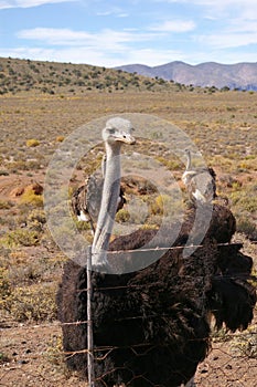 Curious ostriches in the Karoo desert Calitzdorp South Africa