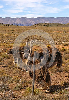 Curious ostriches in the Karoo desert Oudtshoorn South Africa