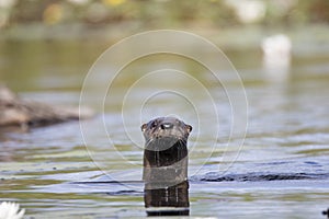 Curious otter