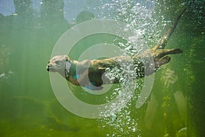 curious otter who came to see the visitors