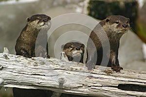 Curious Otters