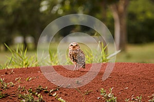 Little watchful owl photo